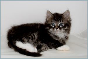 Male Siberian Kitten from Deedlebug Siberians